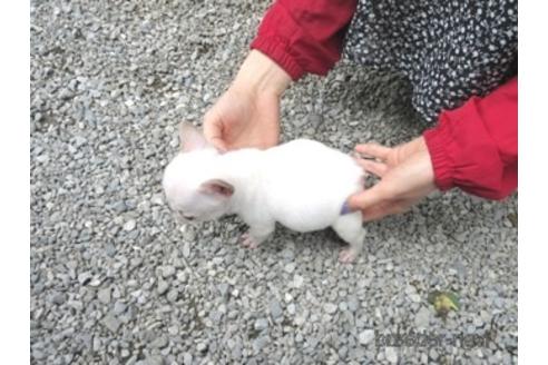 成約済の神奈川県のフレンチブルドッグ-176211の3枚目